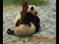 Panda Twin ???????