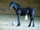 Zeppelin at Painted Acres 3