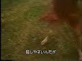 Search Video
