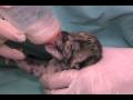 Clouded Leopard Cubs