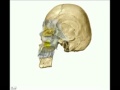 Anatomía orofaríngea: velo del paladar