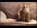 Royal Mail Dancing Cat Advert