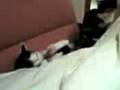 videos de Ayla und Fenya