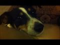 Funny dog whimper begging