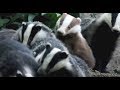 Erythristic Badger in the Clan
