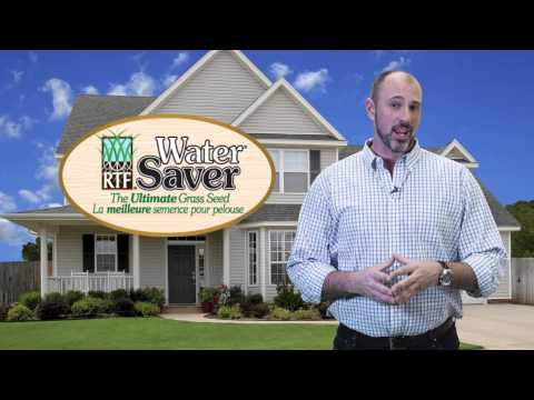 how to repair yellow grass lawn