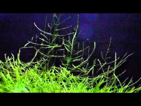 how to grow aquarium moss fast