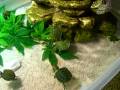 13 baby turtles eating their dinner =)