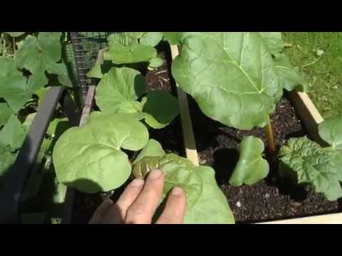 how to harvest rhubarb seeds