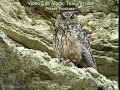 Búho real (Bubo bubo) Eagle-owl Búho real (Bubo bubo) Eagle-owl
