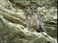 Búho real (Bubo bubo) Eagle-owl