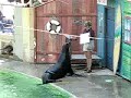 Sea Lion Kansas City Sea Lion Kansas City