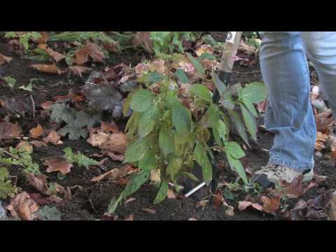 how to transplant hydrangeas in the fall