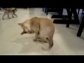 Burmakatzen von der goldenen Stadt Nala