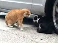 Wicked Crazy Sounding Cat, Funny Cat Sounds