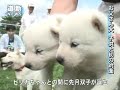 北海道犬