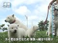 北海道犬