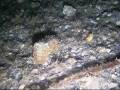 videos de DivingLazzaro Immersione notturna Capo d'Armi - Lazzaro