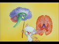 Brainstem Brainstem
