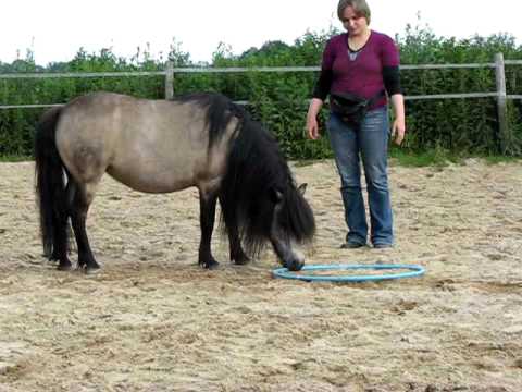 shetty - http://www.pferdsein.de Viel wichtiger und interessanter als der am Ende erlernte Trick ist Polly´s Lernprozess beim Clickertraining. Wir sehen in den ersten...