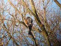 Sparrowhawk 2 Priory country Park Sparrowhawk 2 Priory country Park