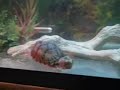 Loggerhead Musk Turtle