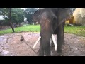 Elephant Knocks Down Man With It's Trunk