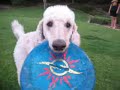 Frisbee Poodle!