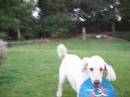 Frisbee Poodle!