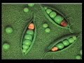 \"clonazione terapeutica e ontogenesi dell\ \"clonazione terapeutica e ontogenesi dell\