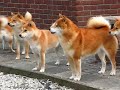 Oh Shibas wanna have fu-un....