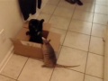 Dillan and Perrin funny cat armadillo
