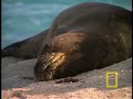 Crittercam reveals crucial evidence that could solve the Northwest Hawaiian Islands' mysterious monk seal deaths — the only endangered marine mammals found entirely within the United States. While most adults are healthy, eight out of ten Hawaiian monk seal pups are dying before age two. With the help of three juvenile seals, Wild Chronicles follows as the Crittercam crew collects evidence of natural and man-made dangers in the marine environment and discovers a key feeding ground in a deep sea plain once thought to be a wasteland — evidence that will play a critical role in saving the monk seal from extinction.