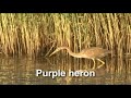 st  lucia wetlands nature south africa