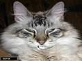 Funny cat dansk med extra