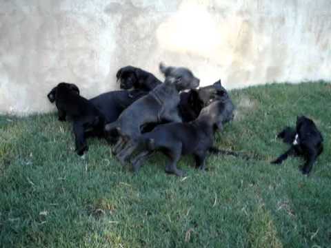 cane corso