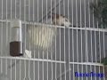 Aviarioamaya - Jilgueros: puesta y incubacion