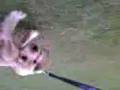 videos de Cutie Elmo