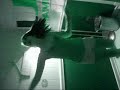 jennifers body spoof