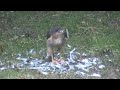Hawk Eating Bird