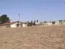 3 Year Old Quarter Horse 3 Year Old Quarter Horse