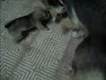 Puppies Feeding in Nuweiba