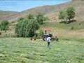 Dağyurdu (Mıstolu)