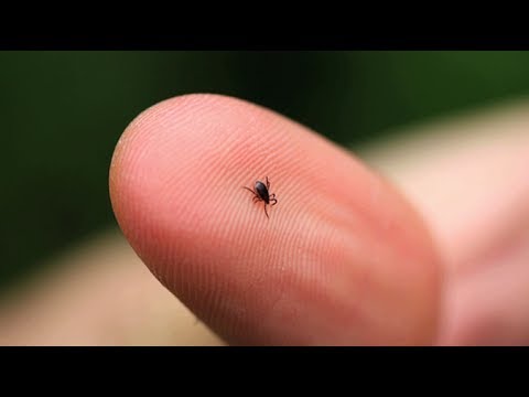 how to eliminate lyme disease