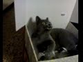 Romeo dentro a una scatola Romeo dentro a una scatola