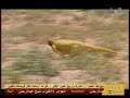 تزاوج حيوان الضب