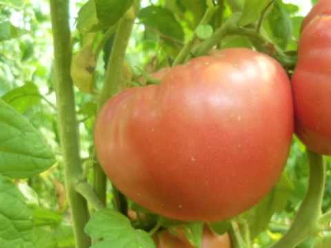 TOMATOES   ( ΝΤΟΜΑΤΕΣ )
