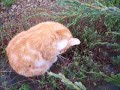 Tirou le chat se repose Tirou le chat se repose