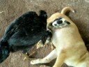 chicken&dog
