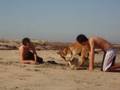 mi perro rex